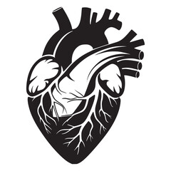 Human Heart Anatomy Vector – Detailed Cardiovascular Silhouette & Medical Illustration