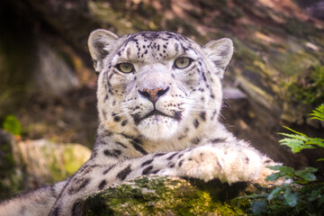 Photography of fierce wild animals in the forest