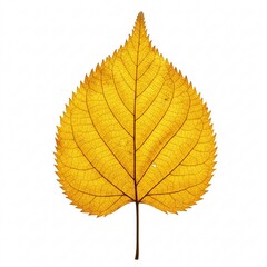 Fototapeta premium An autumn yellow leaf with clear veins, reflecting the beauty of nature,