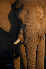 A close up of a desert adapted elephants face in Koakoland, Namibia.