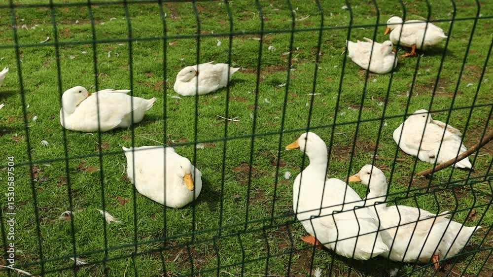 Poster a group of ducks swimming and playing in a fenced-in yard