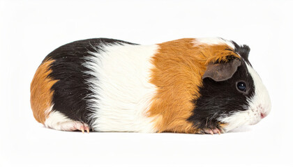 Cute guinea pig over white background