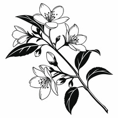 Monochrome cherry blossom branch featuring blooming flowers, unopened buds, and leaves stands elegantly against white