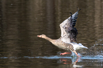 The flying greylag goose, Anser anser is a species of large goose