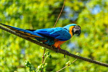 The Blue-and-yellow Macaw, Ara ararauna is a large South American parrot