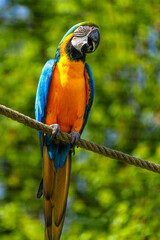 The Blue-and-yellow Macaw, Ara ararauna is a large South American parrot