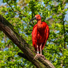 The Scarlet ibis, Eudocimus ruber is a species of ibis in the bird family Threskiornithidae.