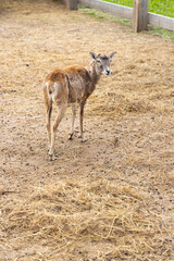 Mouflon standing in its enclosure in Chvalovice, Czechia