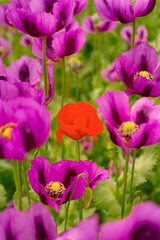 Beautiful detail of a poppy field