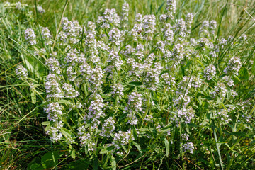 Obraz premium Wild Thyme Thymus serpyllum Blooming in Meadow