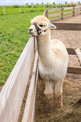 White alpaca leaning on wooden fence in farm in Chvalovice, Czechia