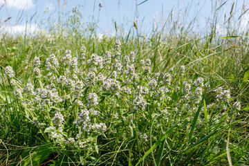 Wild Thyme Thymus serpyllum Blooming in Meadow