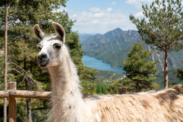 White lama portrait on the free range  in the mountains of Catalunia near Barcelona, Spain. Animal therapy, eco tourism and ethical farming on a contact farm concept.