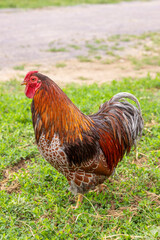 Rooster standing on grass in Czechia countryside