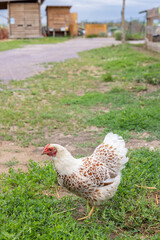 Speckled hen walking on green grass in Czechia farm