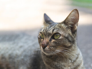 gray cat lying down on cement floor and looking up.