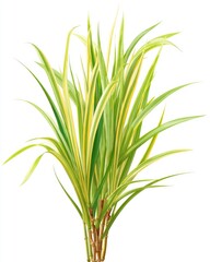 Fototapeta premium Yellow-green variegated grass plant