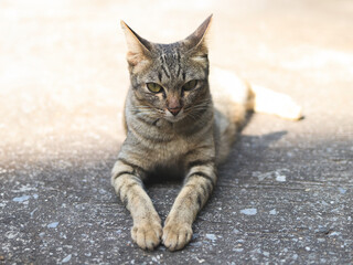 gray cat lying down  on cement floor and looking at camera.