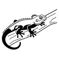 Outlined monochrome iguana gracefully perches upon a sturdy tree limb in simple elegance