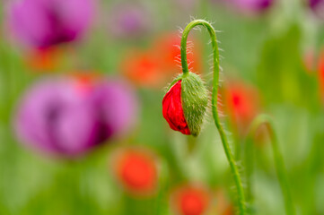 Poppy flowers