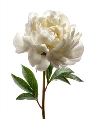 Single white peony with green leaves (1)