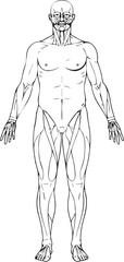 hand-drawn illustration of a man|: human body muscle structure vector art