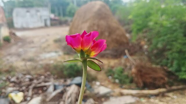 Epic macro view of Purple Portulaca, Moss Rose or Sun Rose flower in full bloom during morning