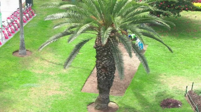 Palm tree and lawn in Parque Antonio Raimondi, Miraflores, Lima on a bright day