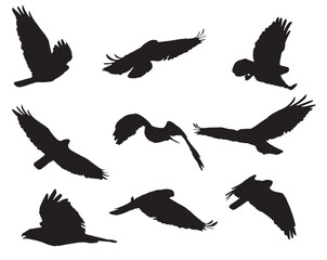 Eagle Silhouettes Collection, Flying, Vector Illustration.