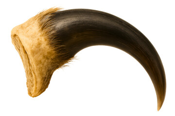 Curved animal claw with a unique texture and appearance on a transparent background