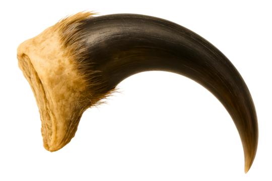 Curved animal claw with a unique texture and appearance on a transparent background