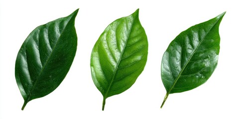 Fototapeta premium Three vibrant green leaves against a white background
