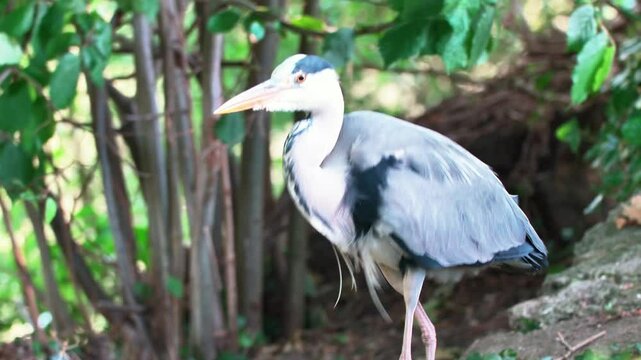 Close-up of a Grey Heron in summer nature

A beautiful close-up of a grey heron (Ardea cinerea) captured in its natural summer environment. Showcasing its elegant feathers and striking gaze, this imag