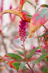 red and yellow flower
