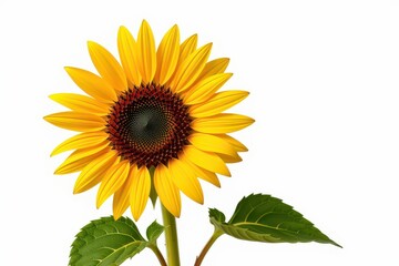 Fototapeta premium Bright sunflower with vibrant yellow petals and green leaves against a white background.