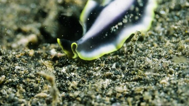 Unique Black and White Flatworm: A Simple Beauty on the Seafloor
