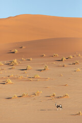 A lone Oryx, or Gemsbok walks through the dunes in Sossusvlei, Namibia.