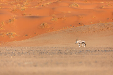 A lone Oryx, or Gemsbok walks through the dunes in Sossusvlei, Namibia.