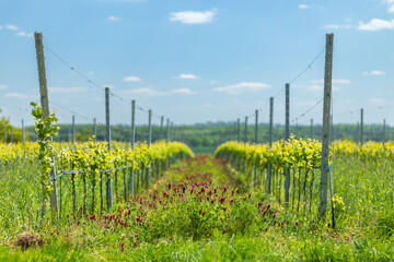 Crimson clover growing between rows of grapevines in Ivan, Czechia