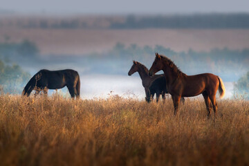 Horses in fog