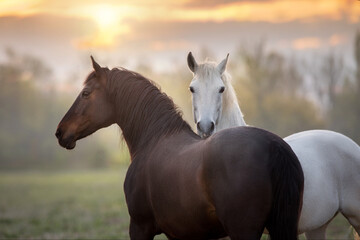 Couple horse communication