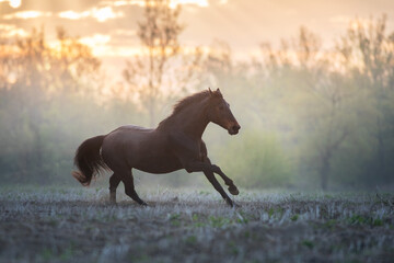 Bay horse run free in fog