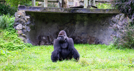 Gorilla sitting calmly on grassy area near stone structure outdoors