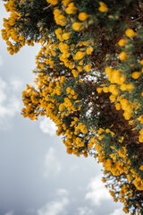 Yellow Gorse Flowers Against Blue Sky