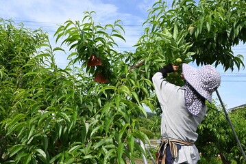 A scene from peach cultivation. The peaches are wrapped in paper bags to prevent damage, and are harvested from summer to autumn.
