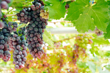Bunch of grapes in the garden.