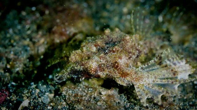 Camouflaged Pegasus Seamoth: A Fascinating Creature Crawling on Lembeh Strait's Seafloor