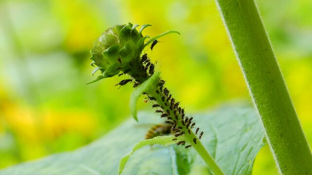 Aphids colony on a plant. Wasp in the background