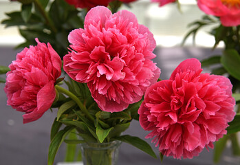 Peony Rosea Plena, large, double pink blooms