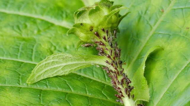 Aphids colony on a plant.
